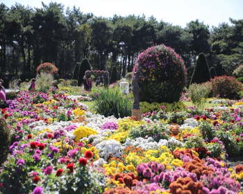 벽초지 수목원 가을꽃 국화축제_12