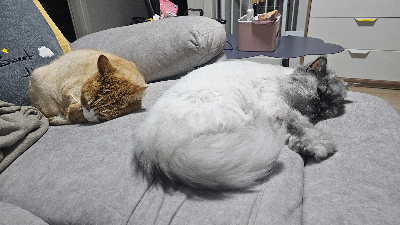 15살 고양이는 하루에 얼마나 잘까? 노묘와 살면서 달라진 수면 습관을 기록해봤다
