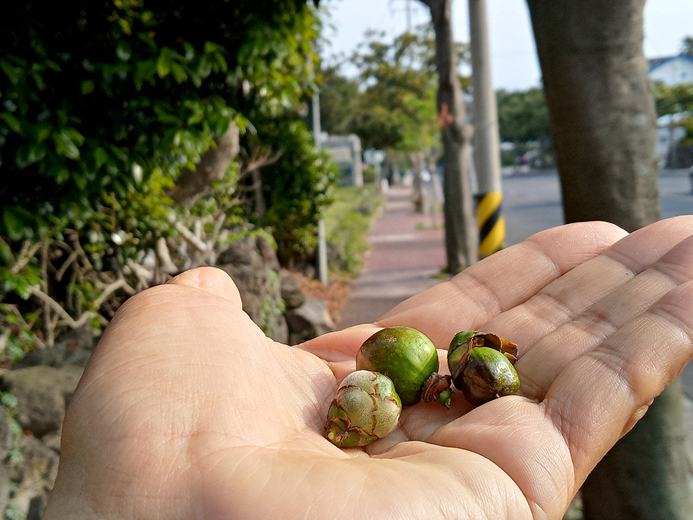 동백띠 아니 동백이