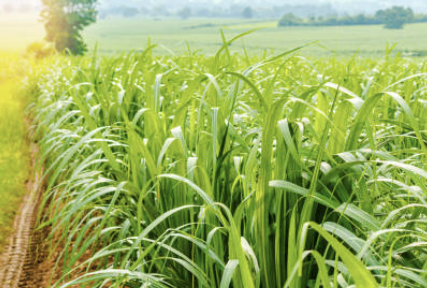 폴리코사놀의효능