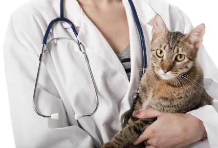 수의사에게 안기고 있는 고양이.