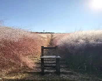 고창 핑크뮬리 축제_17