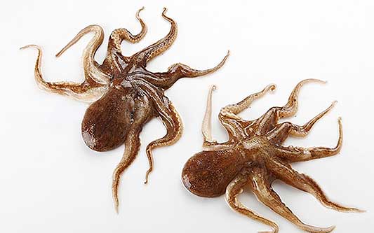 봄 제철음식 쭈꾸미