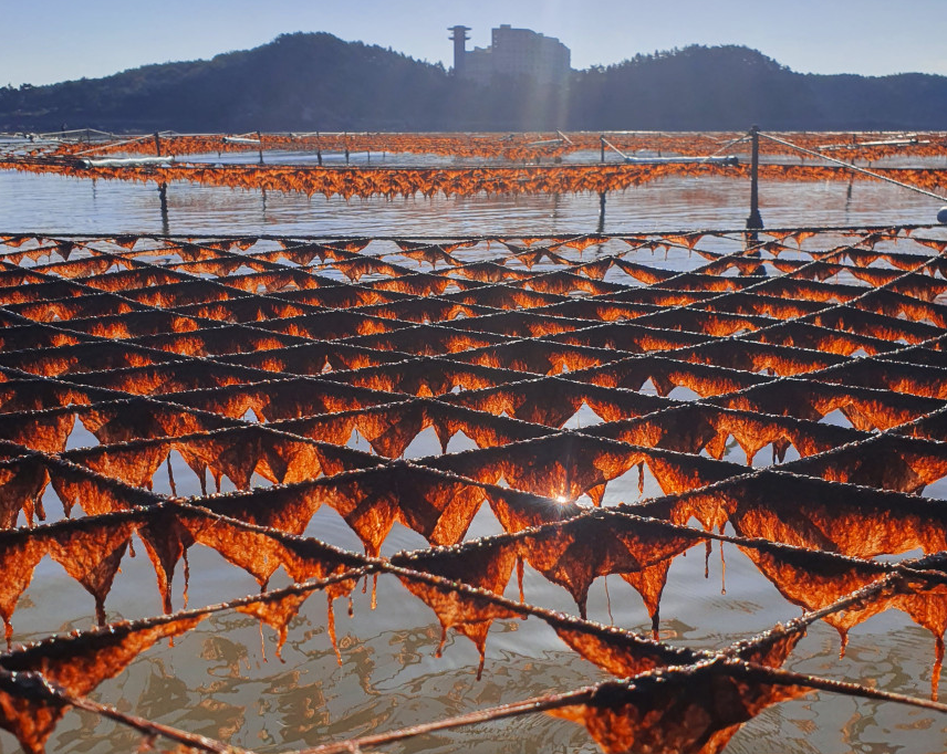 생방송투데이 태안 곱창돌김 가격 및 구매 정보 태안김장수