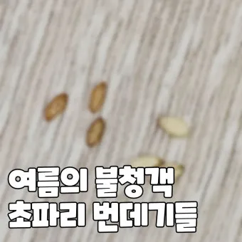 초파리 없애는 방법 효과 만점 초파리 트랩 만들기_18