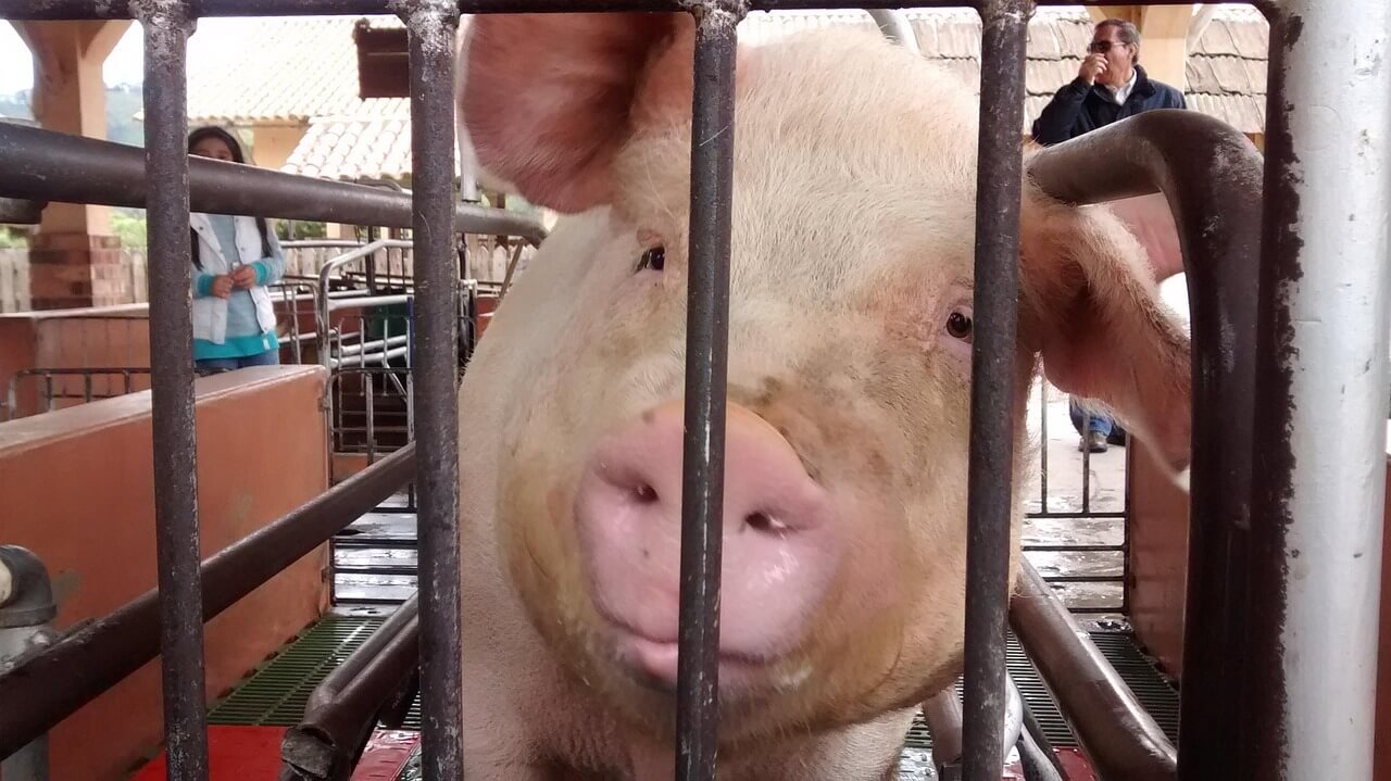 돼지꿈,돼지나오는꿈,돼지꿈해몽베스트60선(41~60