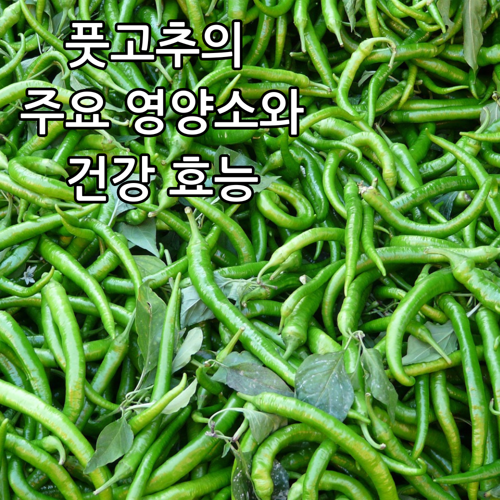풋고추