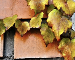 정월 대보름 나물 종류