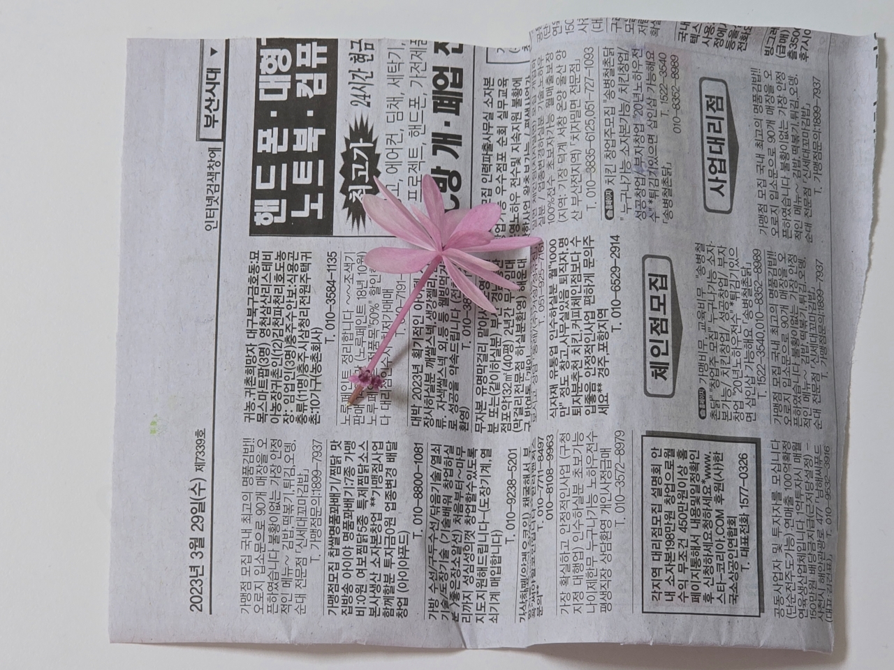 베란다에서 키운 수국 꽃으로 압화 만들기