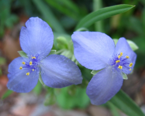 가을에 피는 꽃 자주달개비