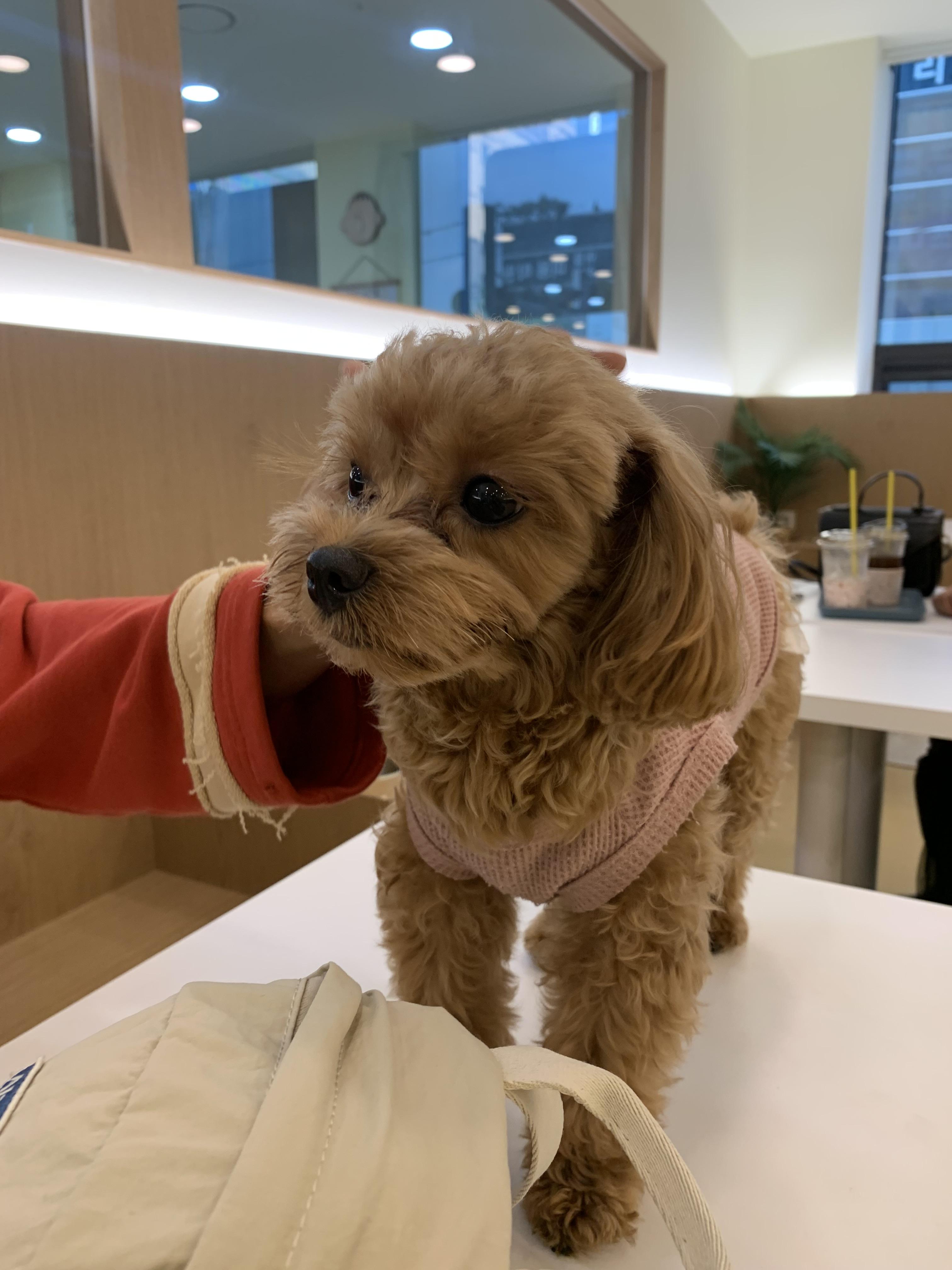 부천 부천시청 애견카페 애견유치원 애견호텔 멍스냅