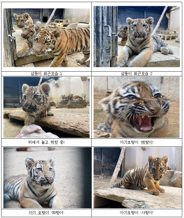 귀요미 서울대공원 아기호랑이 삼둥이