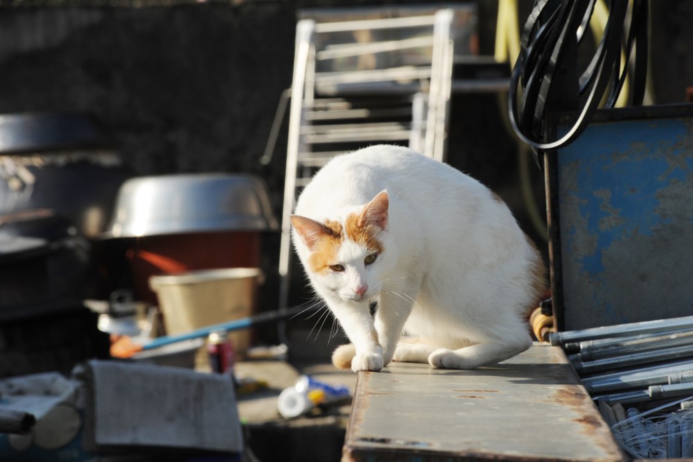 시골집 고양이 흰디