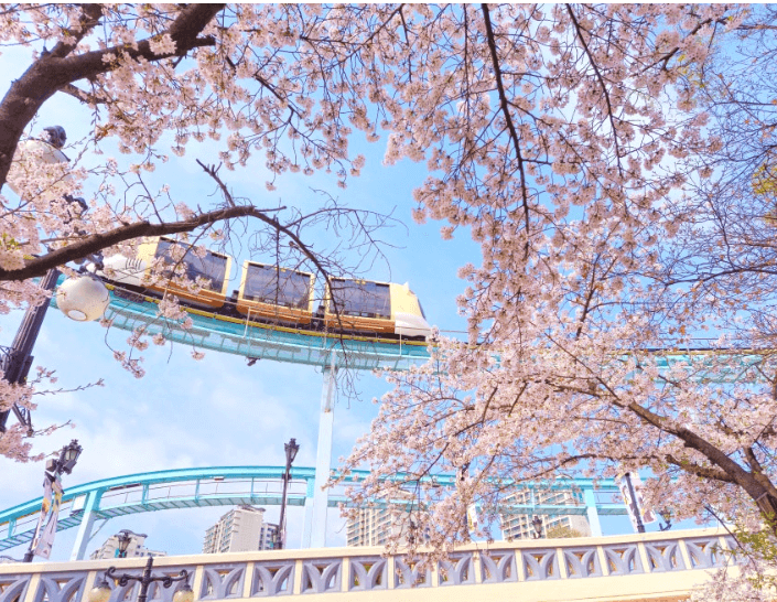호수벚꽃축제