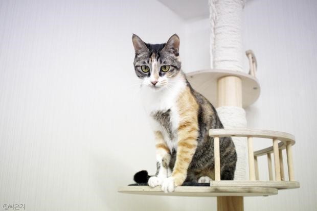 원룸 사는 고양이