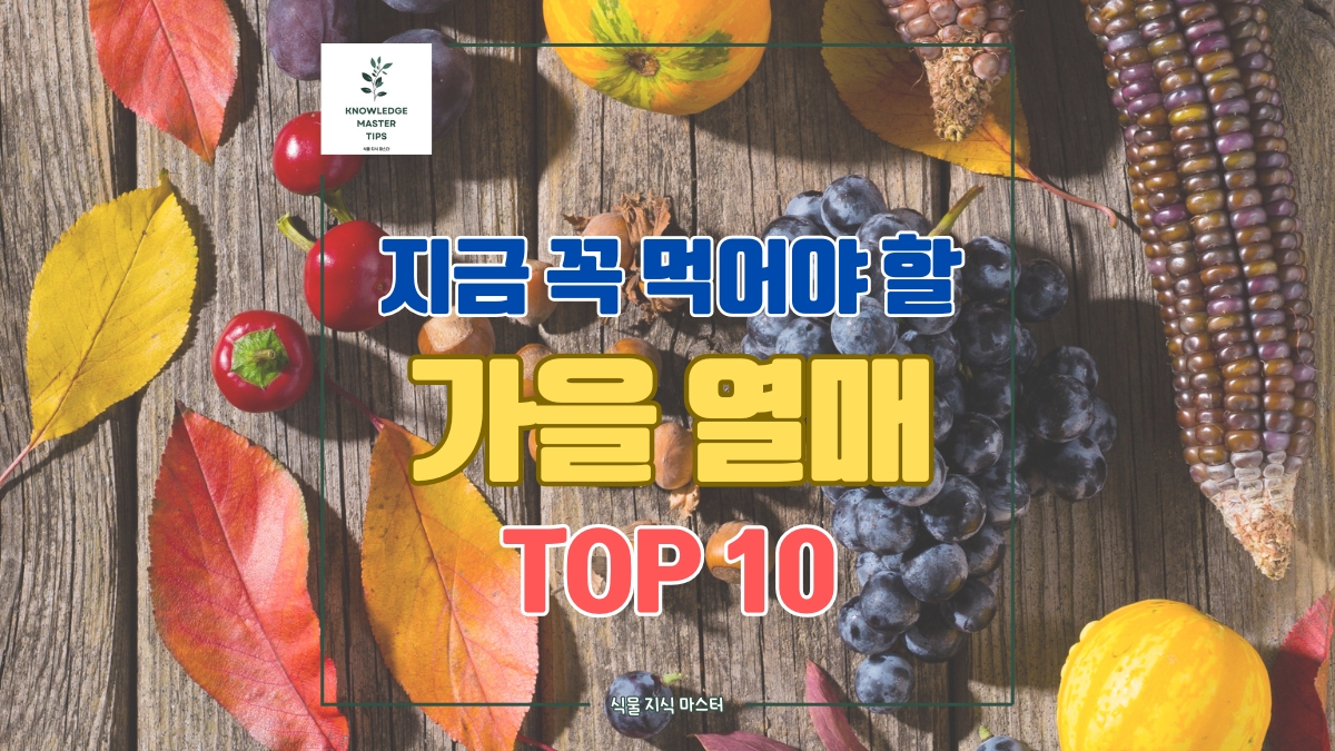 가을에 꼭 먹어야 하는 가을 열매 TOP 10