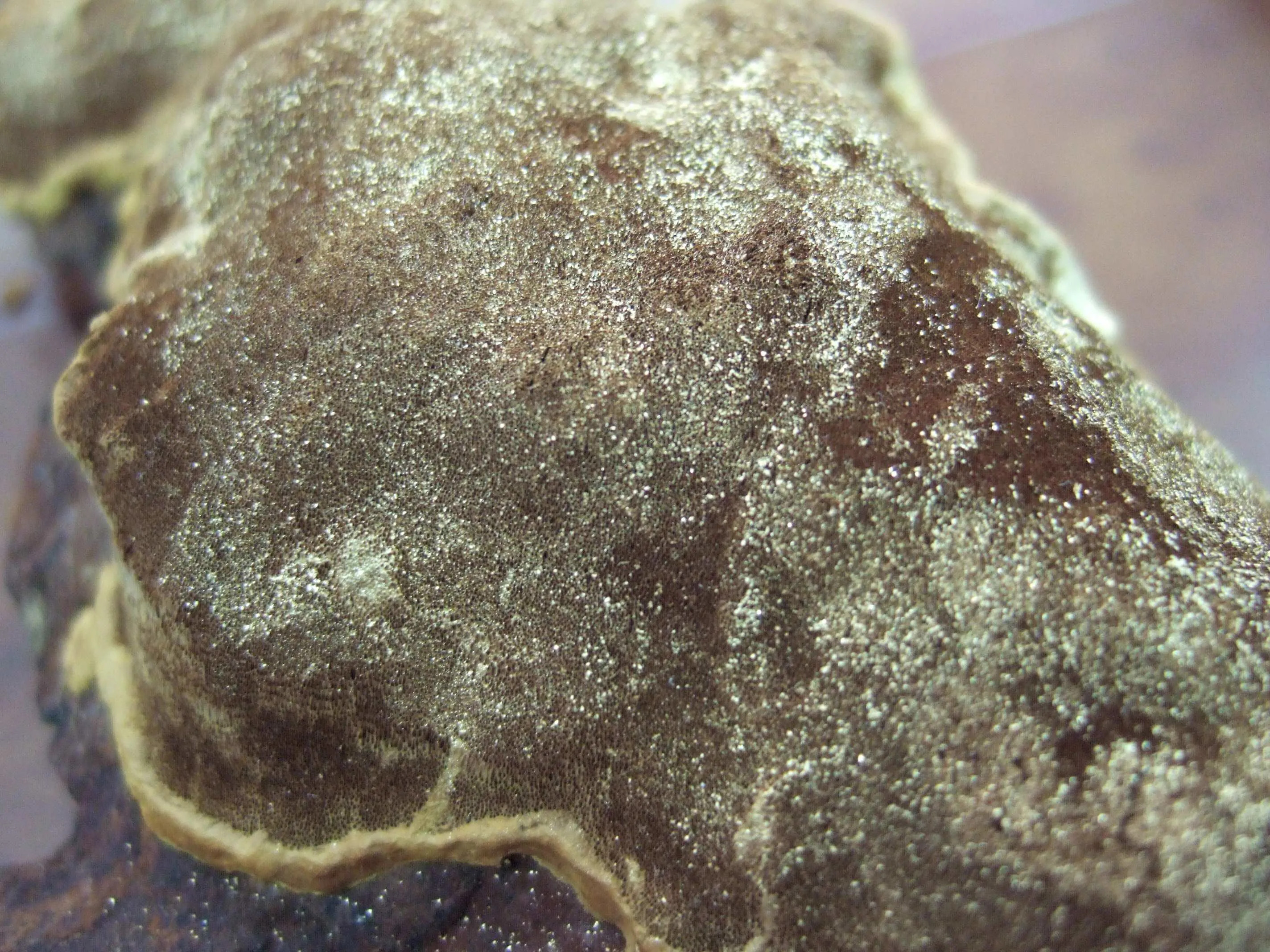 상황버섯 재배 톱밥 배지 균사 배양 환기 관리_7