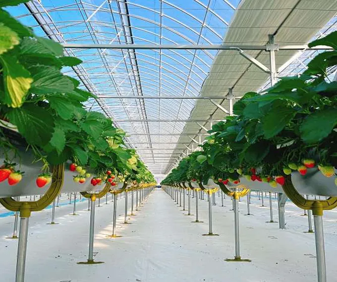 또로롱딸기농장