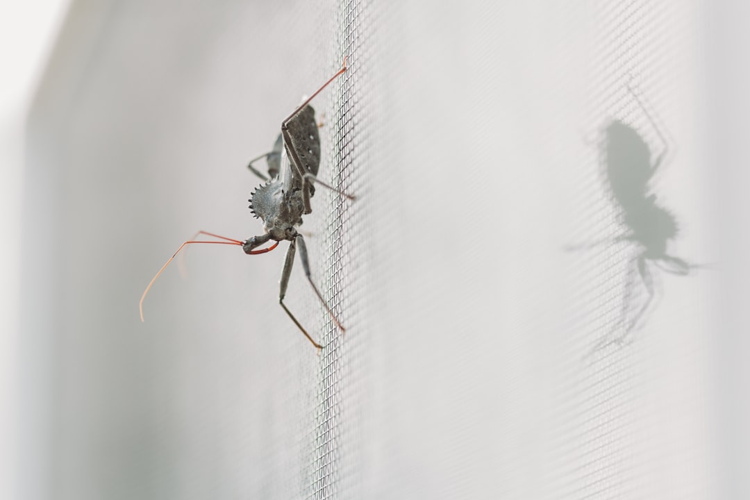 Malaria.