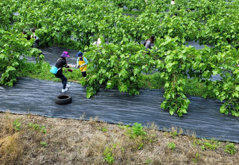 울산 오디 미니농원 울산광역시 뽕나무 오디 따기 체험 정보 6시 내고향 6월 4일 방송