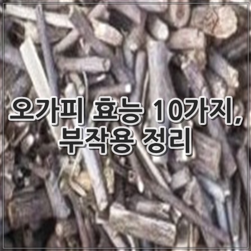 오가피 효능 10가지, 부작용 정리