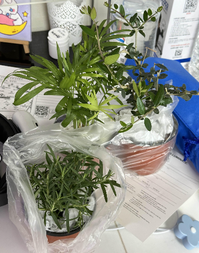 식물 온라인 구매