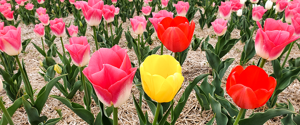 평택 농업생태원 축제 및 관람 정보 알아 보기