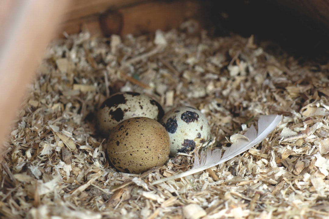 quail