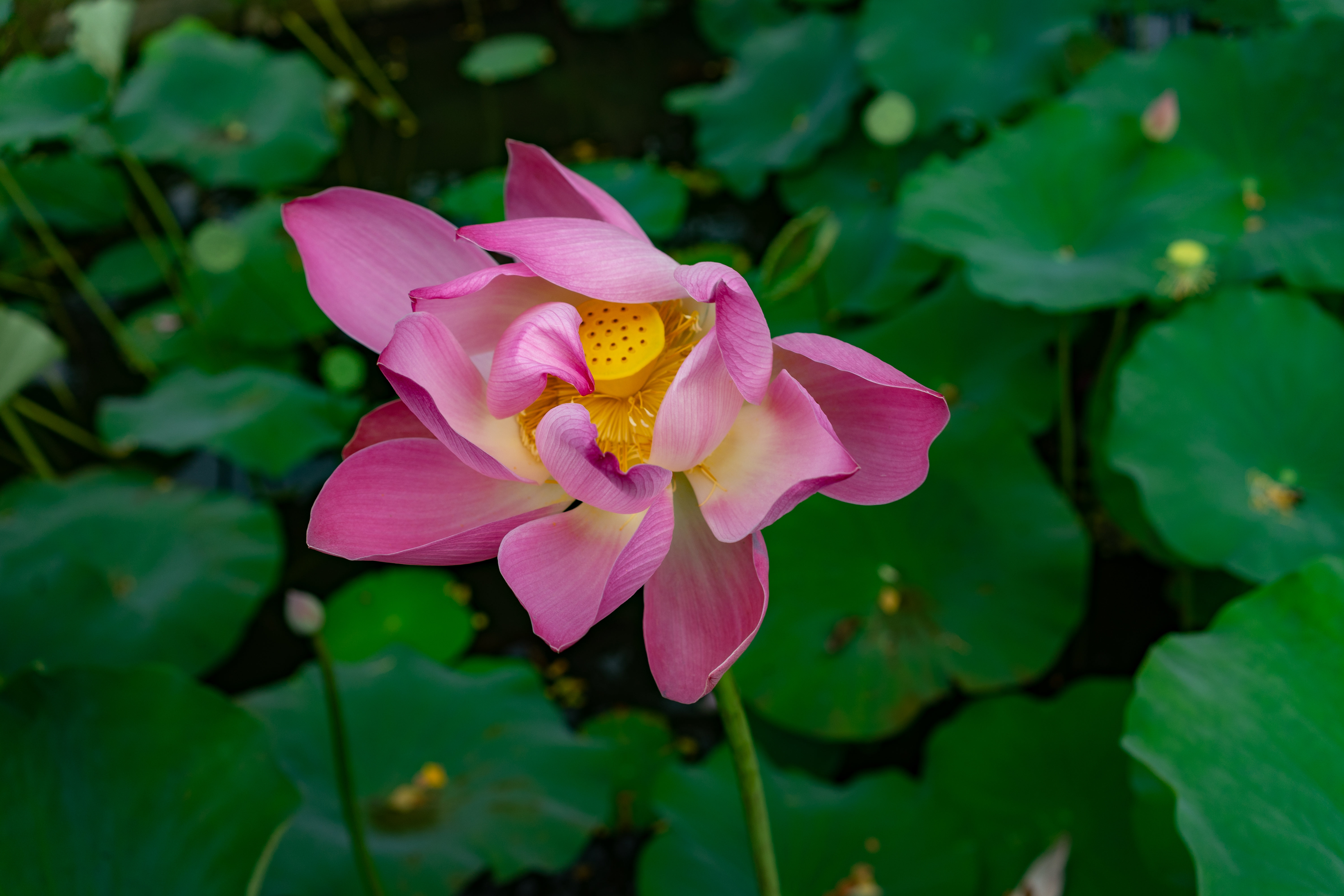 서울 벚꽃 명소 총정리