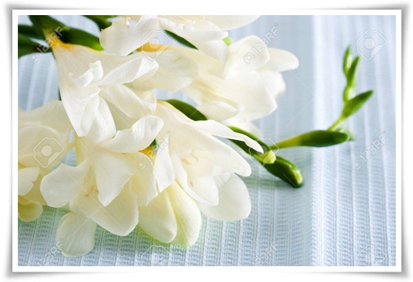 "프리지아" 봄을 알리는 황금빛 향기, 그 매력과 재배의 모든 것!