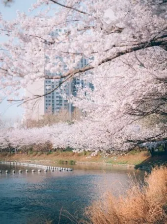 2025년 벚꽃축제 일정 시기 명소_10