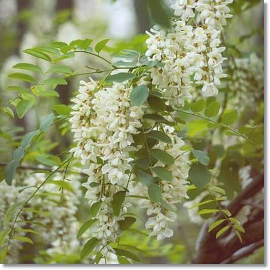 만개한 회화나무 꽃