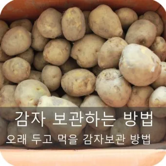 감자 보관법과 오래 신선하게 두는 꿀팁_24