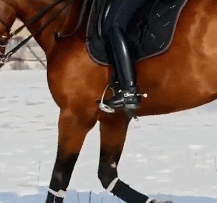  스마트 승마 안장 VIDEO: Researcher developed 'smart saddle' to help equestrians hit stride