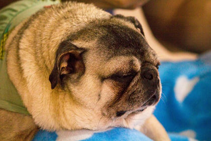 나이가 든 반려견을 위한 맞춤형 관리: 건강, 환경, 계절별 케어