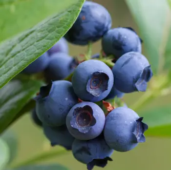블루베리 가격 및 효능&amp;#44; 영양성분