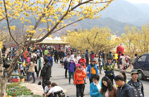 산수유꽃축제