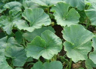 밭에서 자라고 있는 호박 잎의 모습