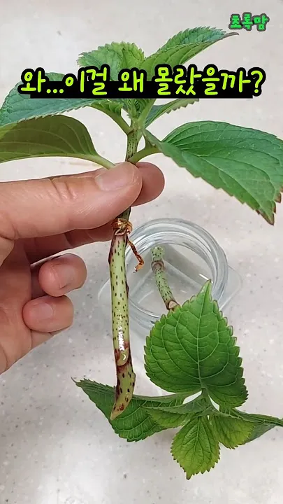 수국 키우는법 개화시기 삽목시기 가지치기 화분 물주기_4