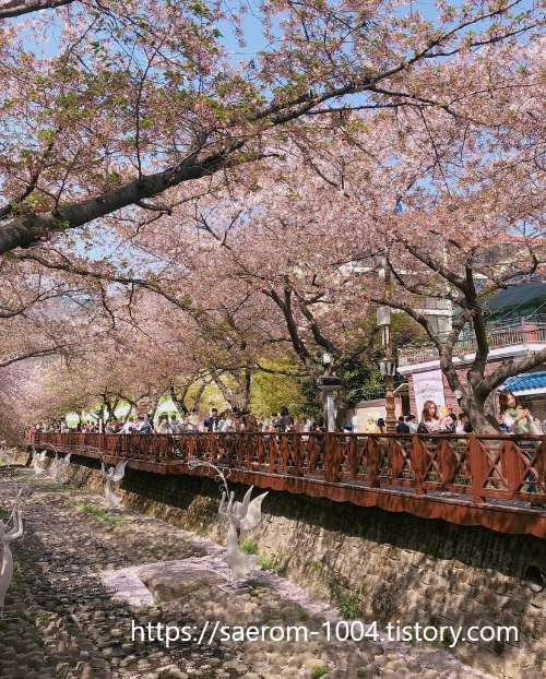 여좌천 로망스다리 벚꽃1