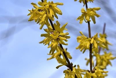 개나리 개화시기