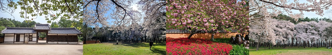 허균&middot;허난설헌 기념공원 벚꽃길