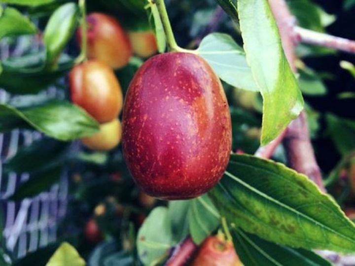 대추차 만드는법