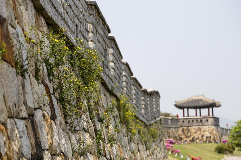 정조의 이상이 성곽이 되다 수원 화성이 남긴 도시의 유산