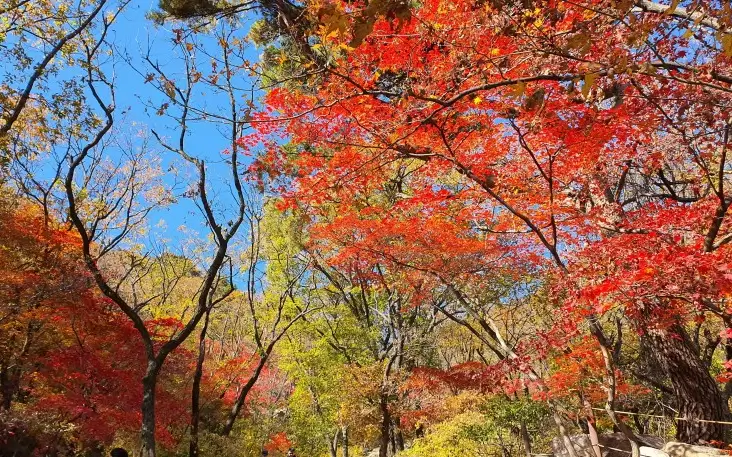 백운대코스-하루재단풍