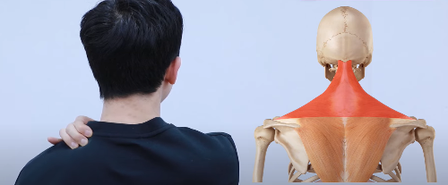 목, 어깨 담 걸렸을 때 빨리 푸는 법 스트레칭 4가지