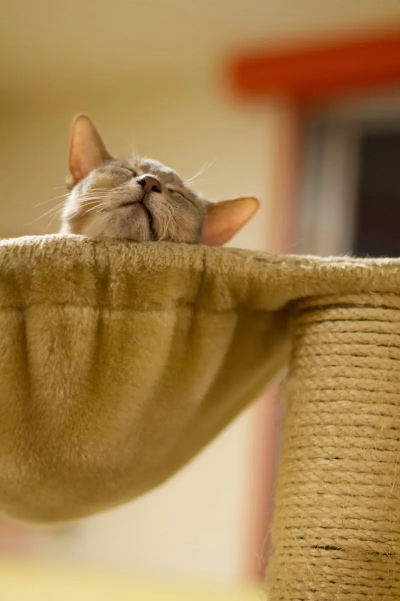 고양이 신경안정 약 영양제 음악_1