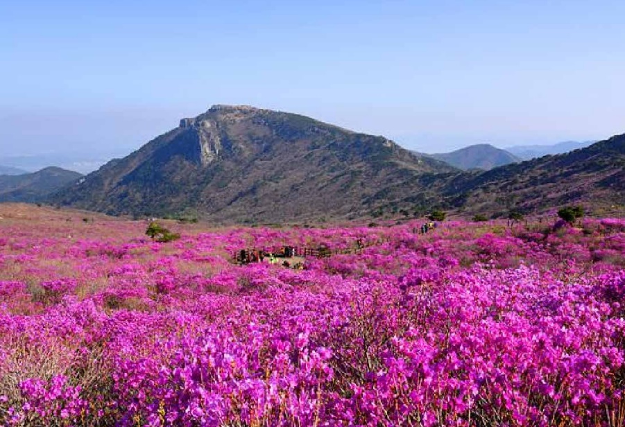 진달래꽃 명소 대구 비슬산