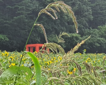태백 해바라기 축제_3