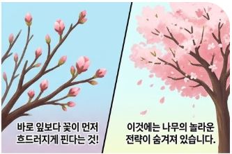 벚꽃 신비한 잡학사전